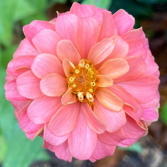 Meet your Posher, Zinnia - Picture 1 of 1